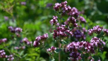 Doğal ortamdaki Oregano (Origanum vulgare)