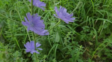 Doğal ortamda yaygın Chicory, yakın plan (Cichorium intybus)