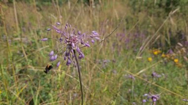 Doğal ortamda sarımsak kesesi (Allium carinatum)