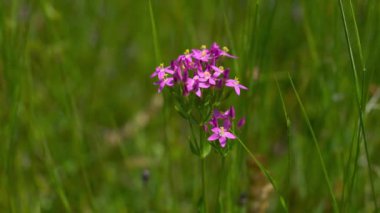 Avrupa Doğal Ortam Merkezi (Centaurium erythraea))