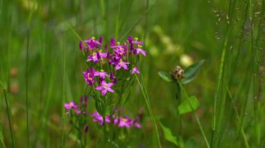 Avrupa Doğal Ortam Merkezi (Centaurium erythraea))