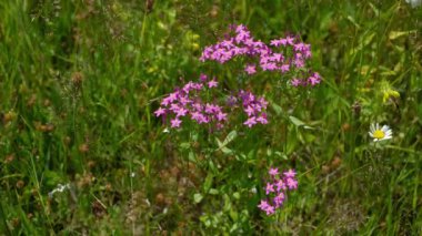 Avrupa Doğal Ortam Merkezi (Centaurium erythraea))