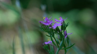 Avrupa Doğal Ortam Merkezi (Centaurium erythraea))