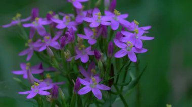 Avrupa Doğal Ortam Merkezi (Centaurium erythraea))