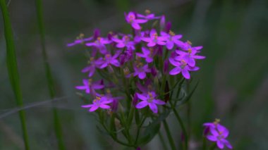 Avrupa Doğal Ortam Merkezi (Centaurium erythraea))