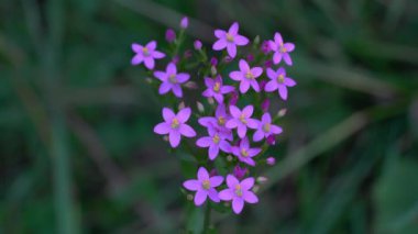 Avrupa Doğal Ortam Merkezi (Centaurium erythraea))
