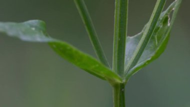 Avrupa Doğal Ortam Merkezi (Centaurium eritraea))