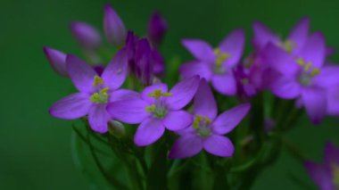 Avrupa Doğal Ortam Merkezi (Centaurium erythraea))