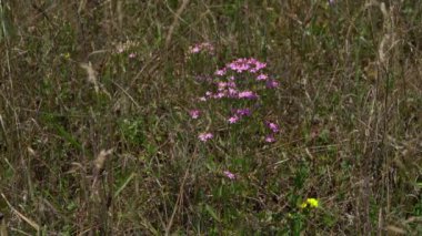 Avrupa Doğal Ortam Merkezi, toplama (Centaurium erythraea)