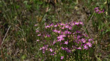 Avrupa Doğal Ortam Merkezi (Centaurium erythraea))