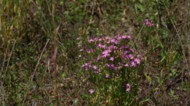 Avrupa Doğal Ortam Merkezi, toplama (Centaurium erythraea)