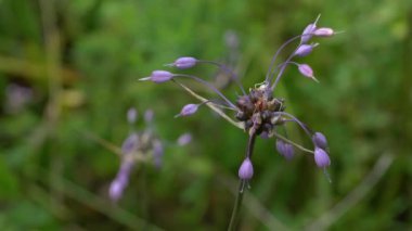 Doğal ortamda sarımsak kesesi (Allium carinatum)