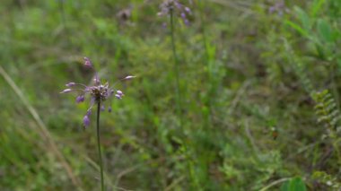 Doğal ortamda sarımsak kesesi (Allium carinatum)