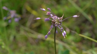 Doğal ortamda sarımsak kesesi (Allium carinatum)