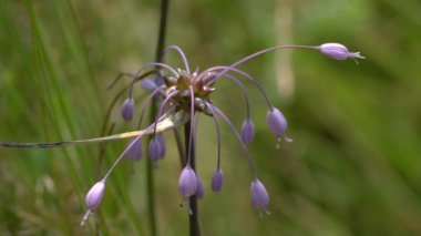 Doğal ortamda sarımsak kesesi (Allium carinatum)