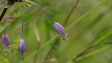 Doğal ortamda sarımsak kesesi (Allium carinatum) 