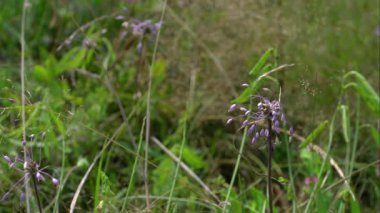Doğal ortamda sarımsak kesesi (Allium carinatum)