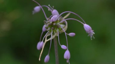 Doğal ortamda sarımsak kesesi (Allium carinatum)