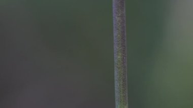  Doğal ortamdaki sarımsak, sapı (Allium carinatum)