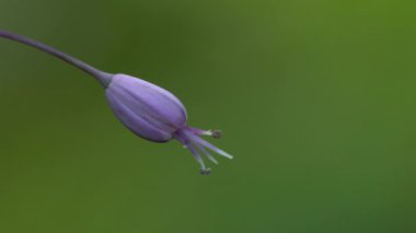 Doğal ortamda sarımsak kesesi (Allium carinatum))