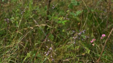 Doğal ortamda sarımsak kesesi (Allium carinatum)