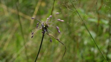 Doğal ortamda sarımsak kesesi (Allium carinatum)