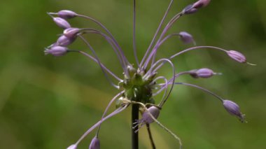 Doğal ortamda sarımsak kesesi (Allium carinatum)