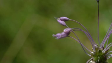 Doğal ortamda sarımsak kesesi (Allium carinatum)