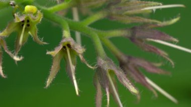 Hafif esintide Comfrey (Symphytum office inale)