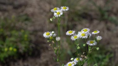 Hafif esintide çayır bitkisi çiçekleri (Erigeron strigosus)