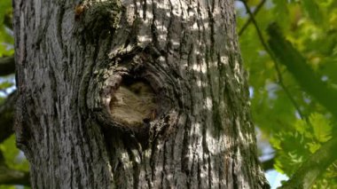 Avrupa Hornet ağaçtaki terk edilmiş kuş yuvalarını kapatıyor (Vespa crabro)