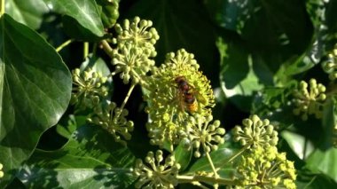Avrupa Yaban Arısı, polen koleksiyonu (Vespa crabro)