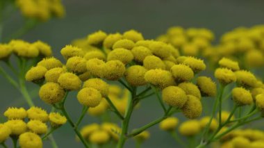 Doğal bir ortamda hafif bir esinti (Tanasetum vulgare) 30