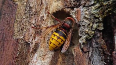 Eski ahşap deliğinde Avrupa Eşekarısı (Vespa crabro)