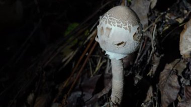 Doğal ortamda ince şemsiye (Macrolepiota mastoidea)
