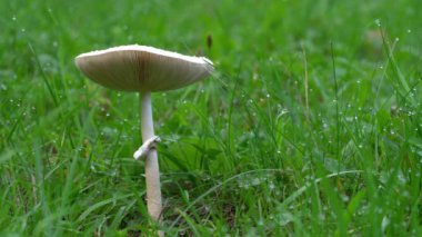 Doğal ortamda ince şemsiye (Macrolepiota mastoidea)