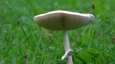 Doğal ortamda ince şemsiye (Macrolepiota mastoidea)