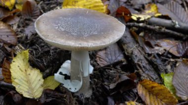 Doğal ortamda gri peçeli Amanita (Amanita porfiri))