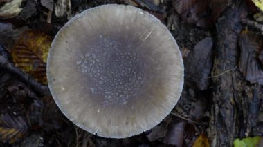 Doğal ortamda gri peçeli Amanita (Amanita porfiri))