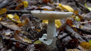 Doğal ortamda gri peçeli Amanita (Amanita porfiri))