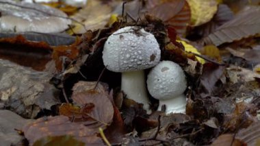 Doğal ortamda gri peçeli Amanita (Amanita porfiri))