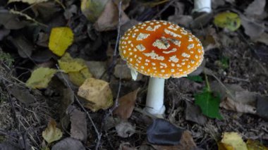 Doğal ortamda Uçan Agarik, ölümcül zehir (Amanita muscaria)