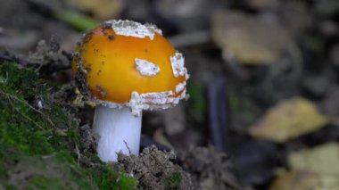 Doğal ortamda Uçan Agarik, ölümcül zehir (Amanita muscaria)