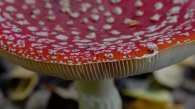 Doğal ortamda Uçan Agarik, ölümcül zehir (Amanita muscaria)