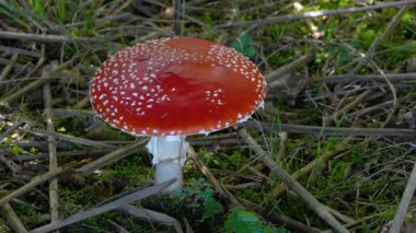 Doğal ortamda Uçan Agarik, ölümcül zehir (Amanita muscaria)