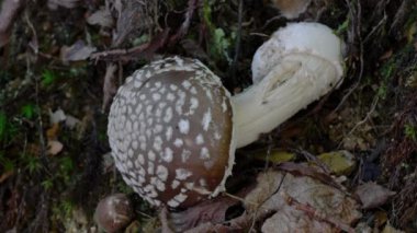  Panter Kaptanı doğal ortamda zehirlidir (Amanita pantherina)