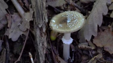 Panter Kaptanı doğal ortamda zehirlidir (Amanita pantherina)