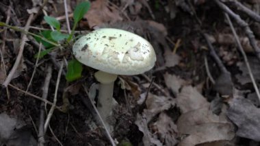 Doğal ortamda sahte ölüm şapkası, zehirlidir (Amanita citrina)