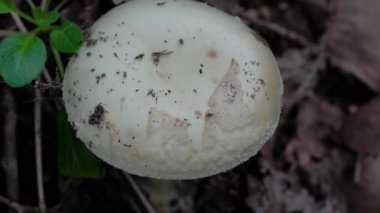 Doğal ortamda sahte ölüm şapkası, zehirlidir (Amanita citrina)