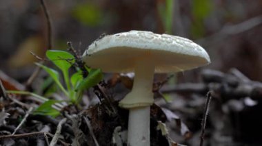 Doğal ortamda sahte ölüm şapkası, zehirlidir (Amanita citrina)